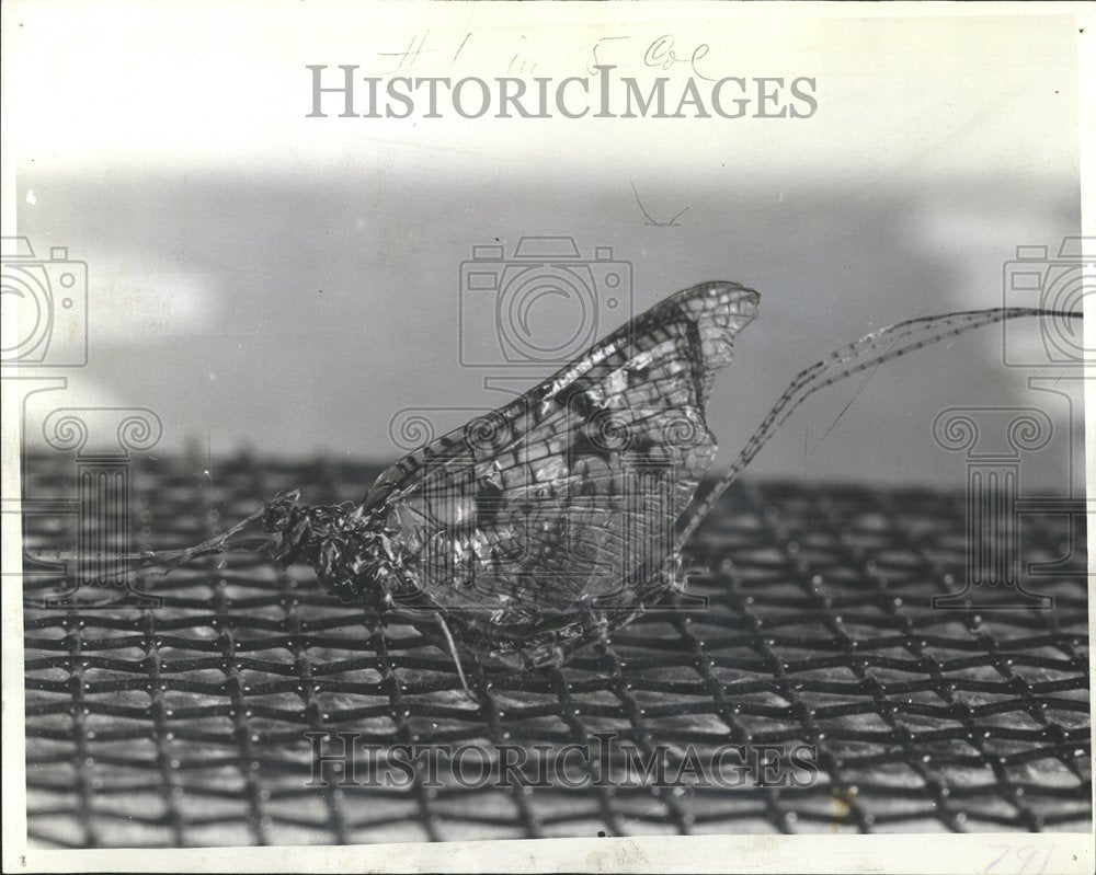 1939 Press Photo Picture Butterfly Beautiful Wings Iron - RRV41847 - Historic Images