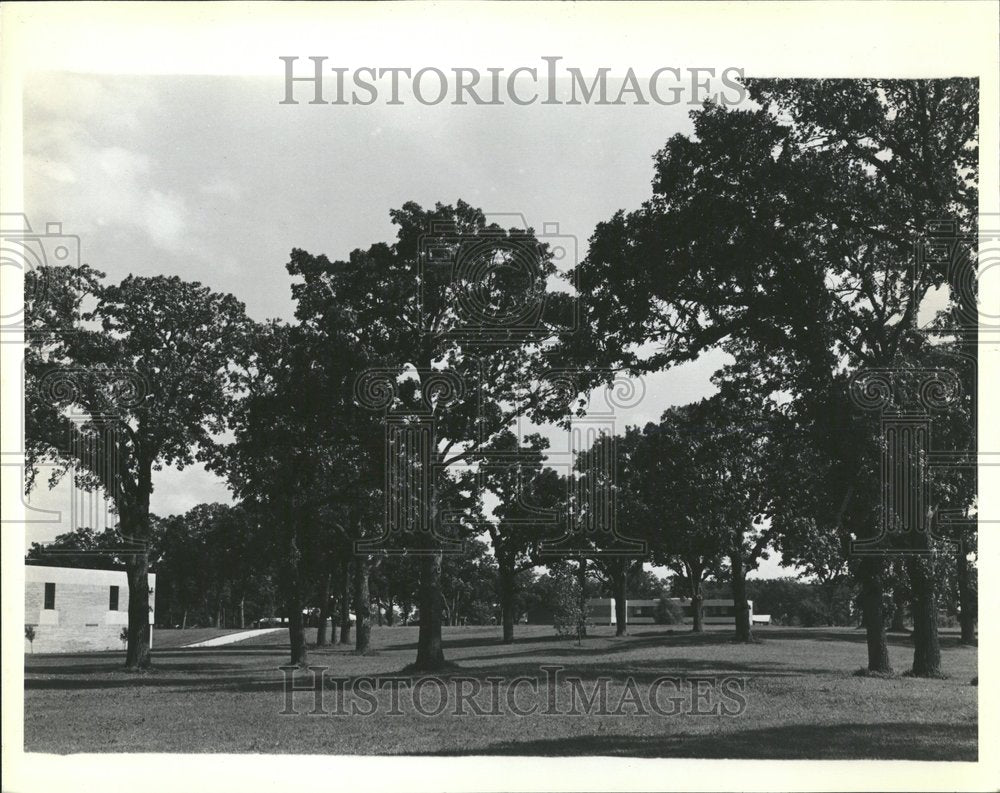 Bur Oak Tree preserved natural Stand campus - Historic Images