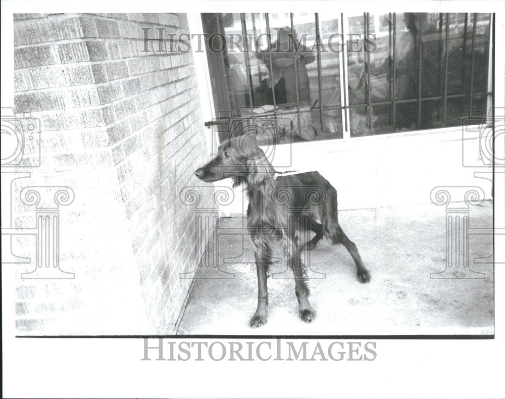 1988 Press Photo Molly Irish Setter Dog Breed House Pet - RRV45157 - Historic Images