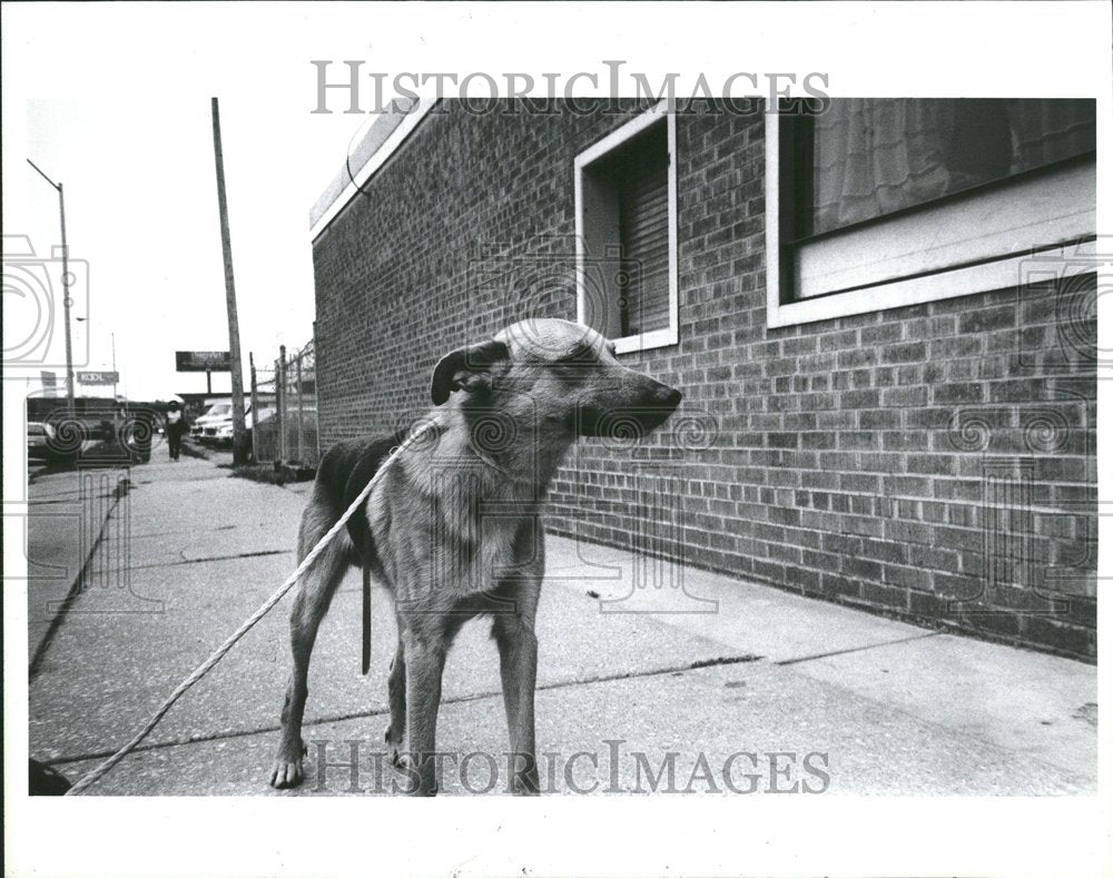 1986 Press Photo Sid German Shepard Dog - RRV45167 - Historic Images