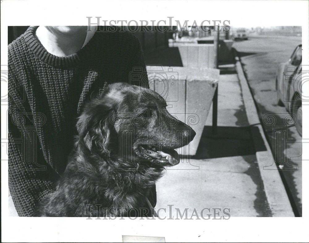 1987, Hobo Belgian Shepherd Dog Breed - RRV45171 - Historic Images