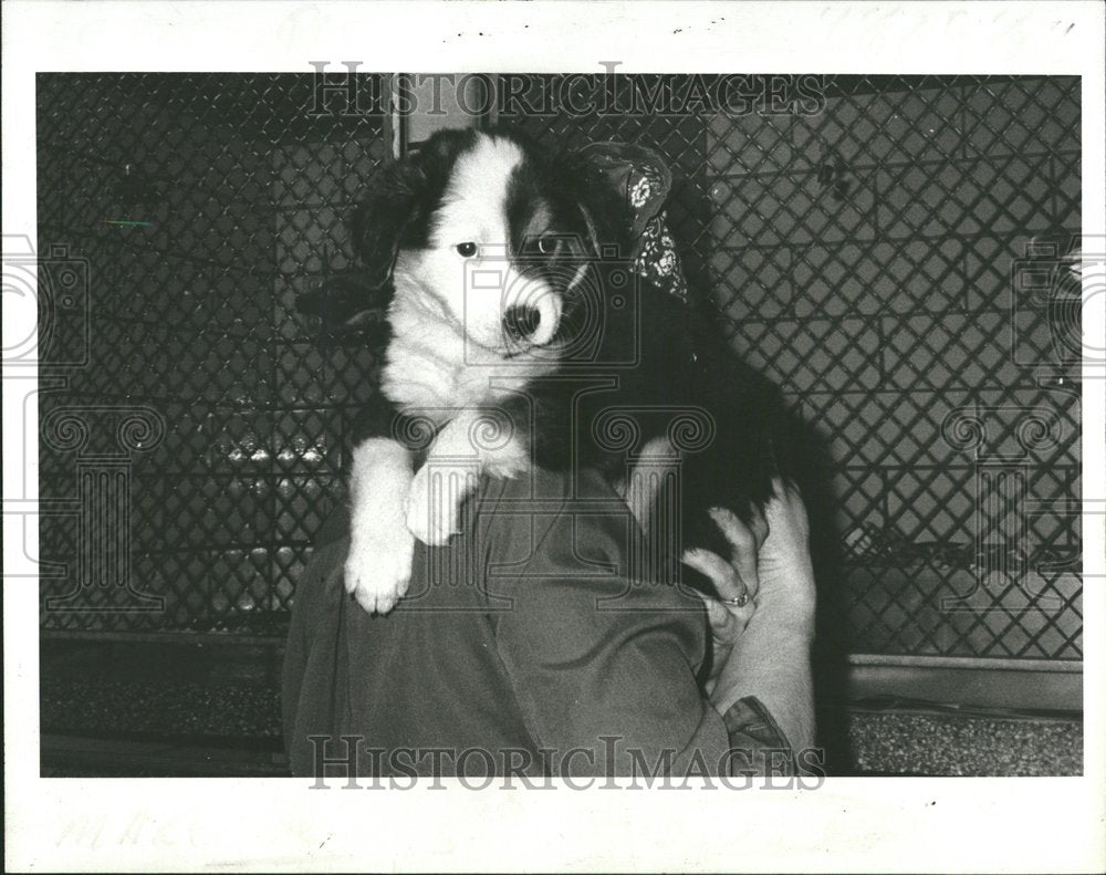 1964 Press Photo Adopt A Pet - RRV45189 - Historic Images