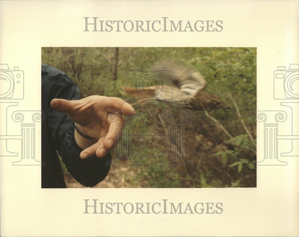 1984 Wood Thrush Bird Being Released Free - Historic Images