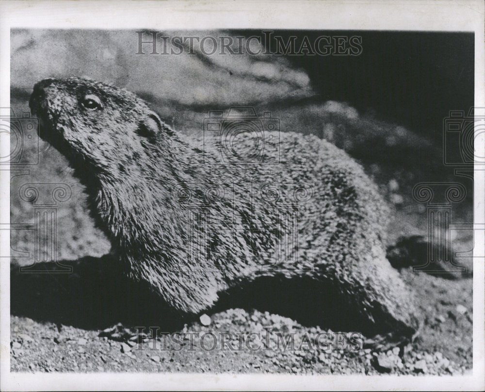 1954 Woodchuck - Historic Images