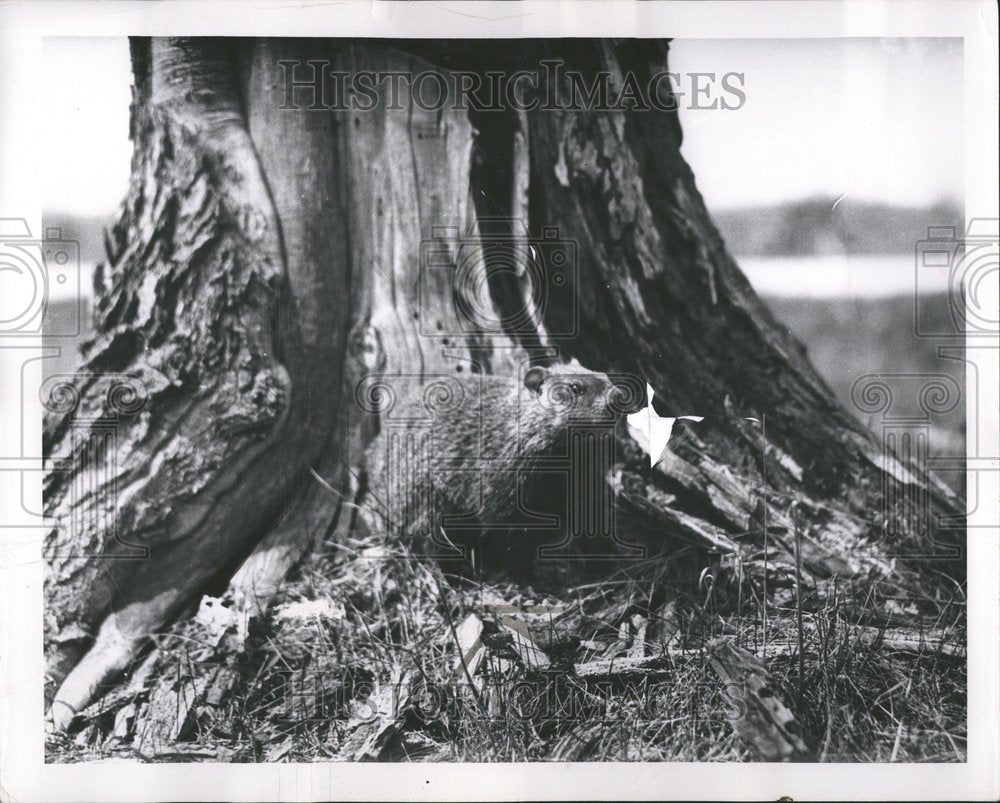 1953 Press Photo Groung Hog - RRV45219- Historic Images