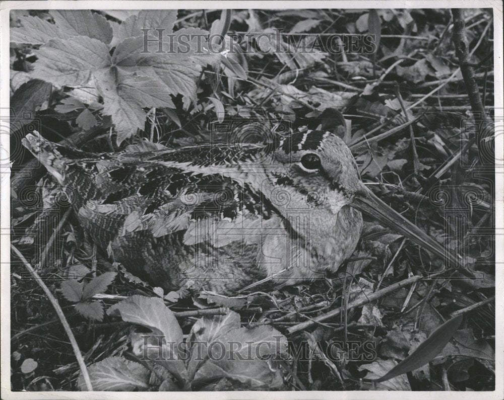 1950 Press Photo Woodcock Bird Nest Eggs Nature - RRV45231 - Historic Images