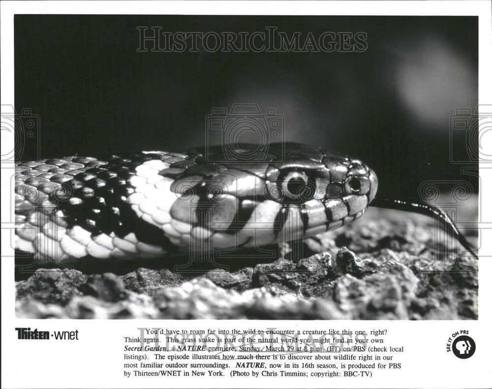 1999 Garden Grass Snake World Nature Wild - Historic Images