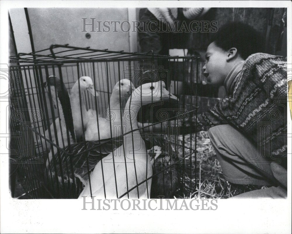 1979 Press Photo Brent butler Duck Geese Upland Farm - RRV45849 - Historic Images