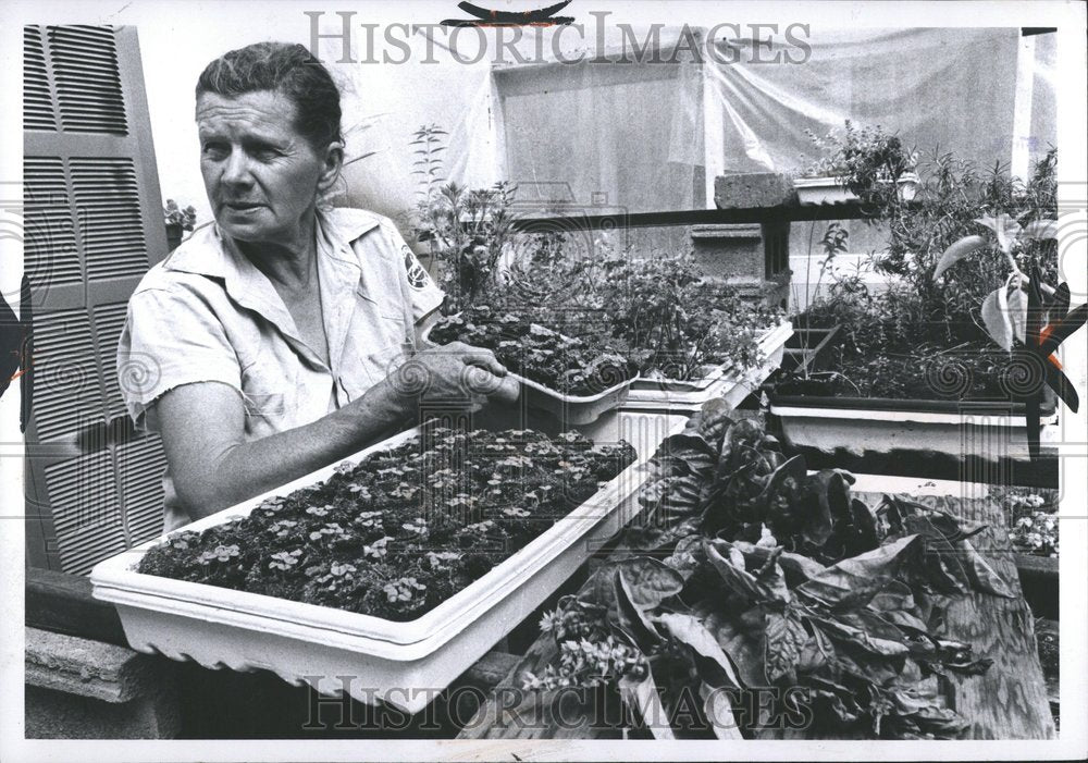 1976, Basil Seedlings Sun Gardens Herbs - RRV45943 - Historic Images