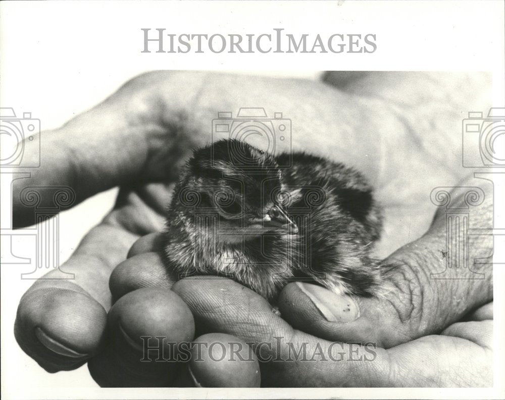 1991, Sichuan Bird Farm Hatchery Pheasant - RRV46515 - Historic Images