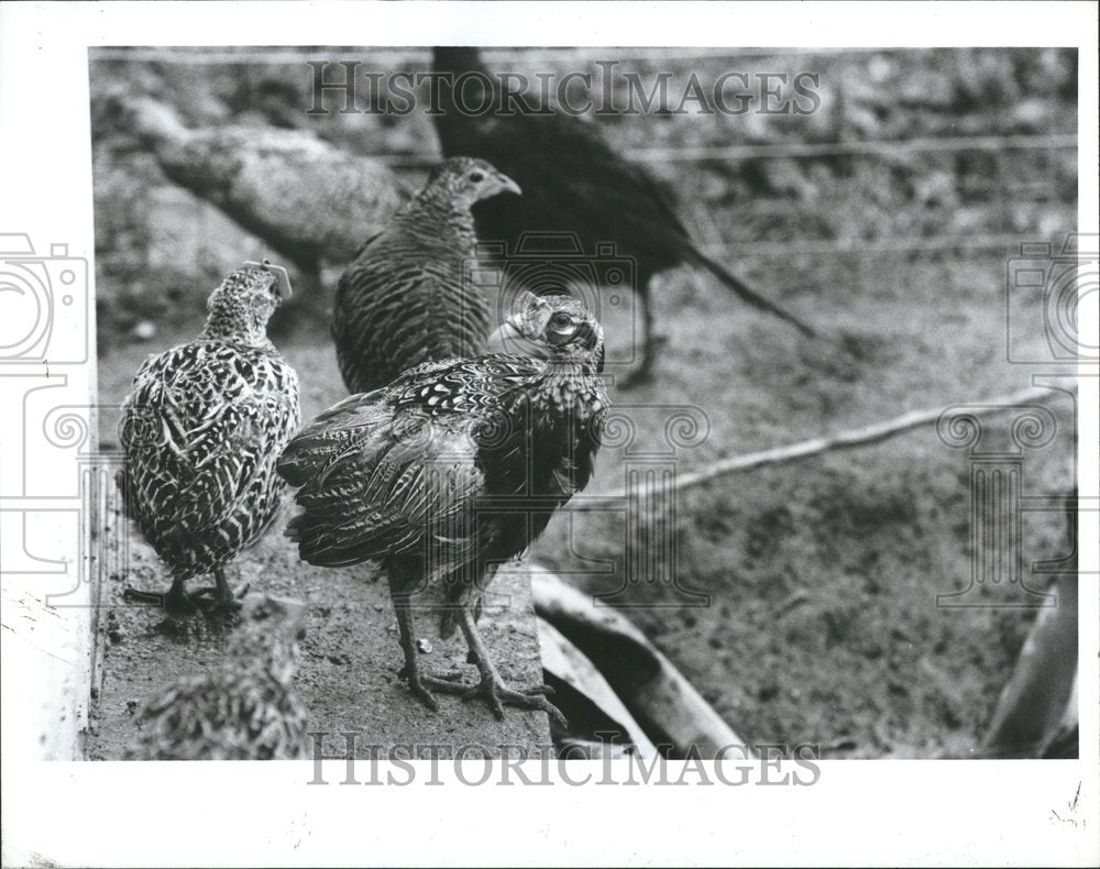 1991, Michigan Pheasants - RRV46523 - Historic Images