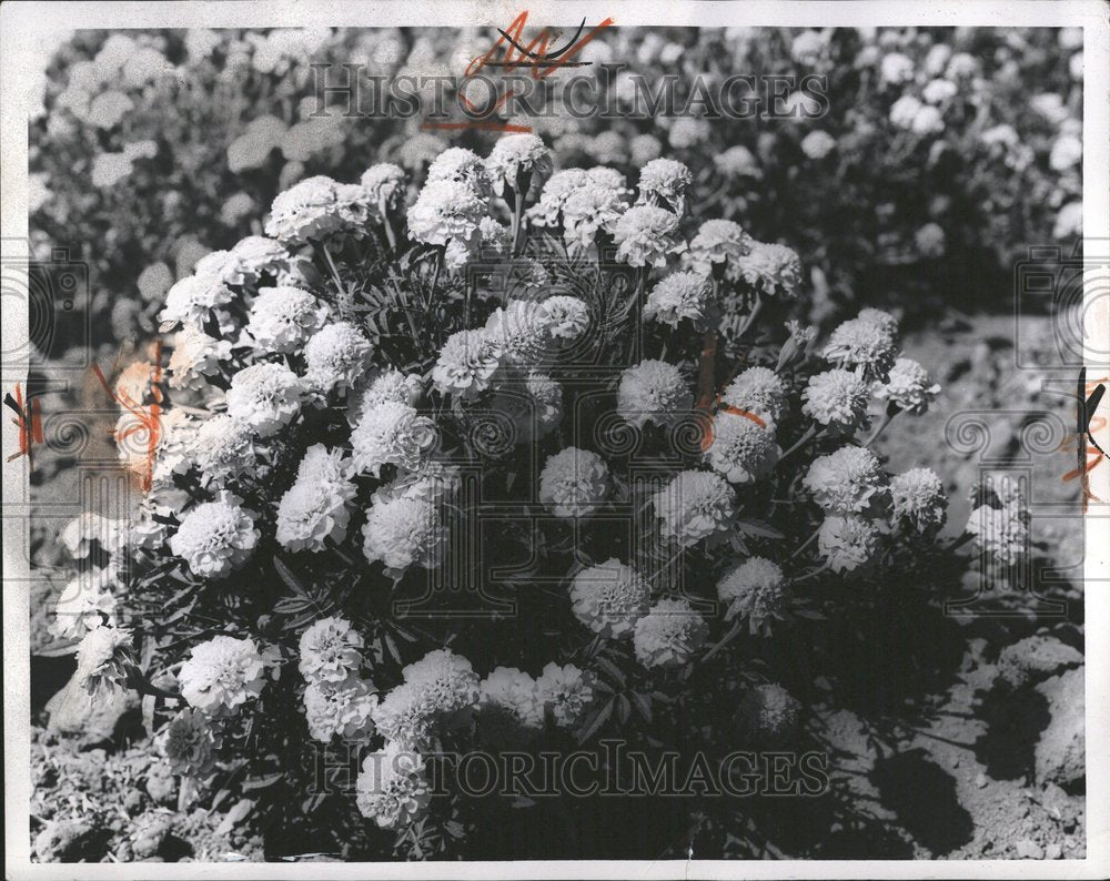 1956 Press Photo Serenade Marigold flowers Garden Sun - RRV46783 - Historic Images