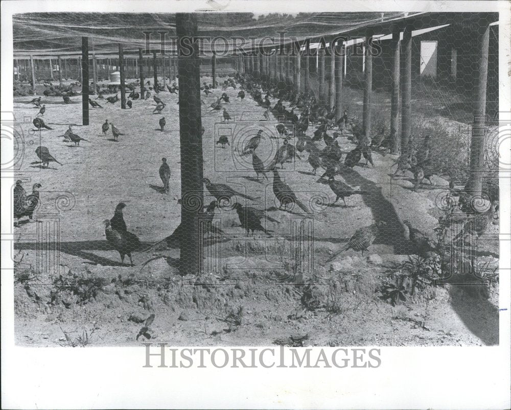 1973 Press Photo Pheasants In Pen - Historic Images