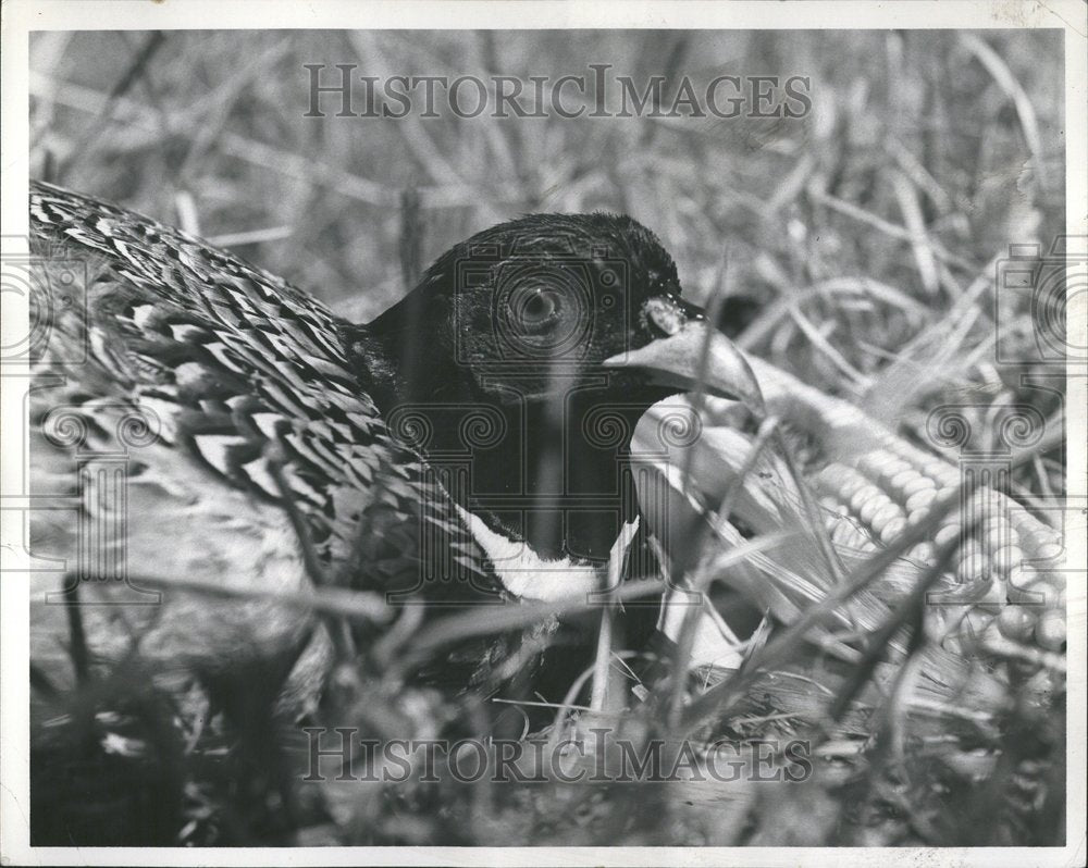 1957 Pheasants Birds-Historic Images