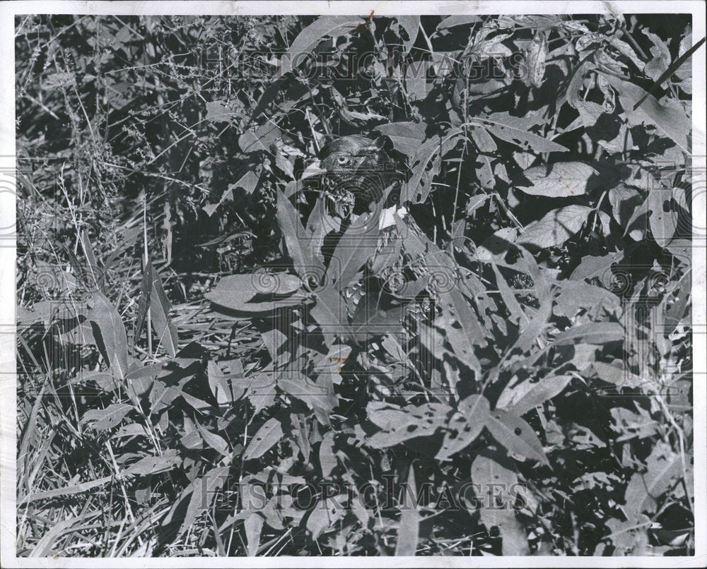 1960 Press Photo Pheasant Bird Nature Forest - RRV46863 - Historic Images