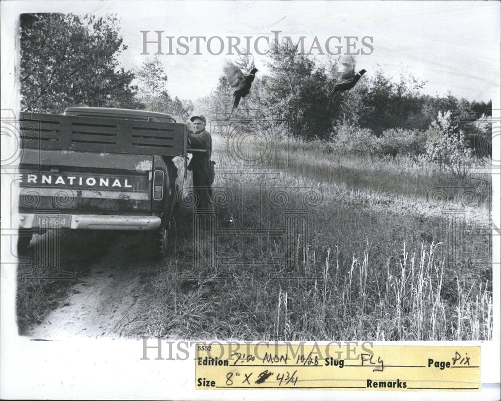 1974 Press Photo Pheasants Bird Turned Loose - RRV46865 - Historic Images