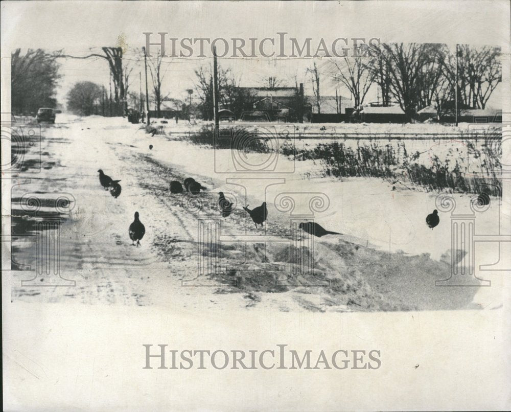 1959 Press Photo Michigan Pheasants On The Road - RRV47087 - Historic Images