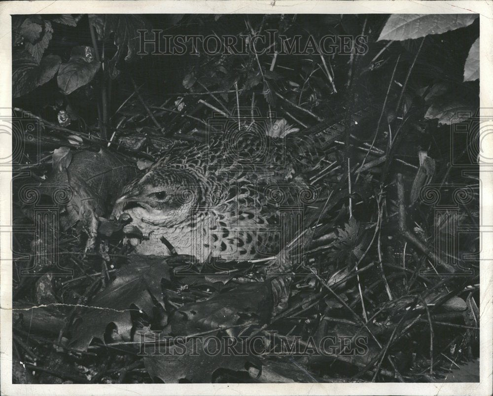 1950 Press Photo Pheasant Bird Nature Forest - Historic Images