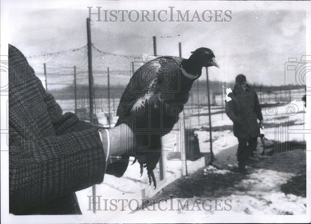 1971 Press Photo Pheasant Being Held - RRV47099 - Historic Images