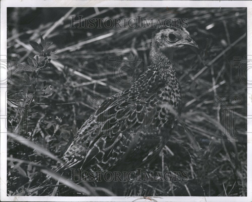 1963 Pheasants - Historic Images