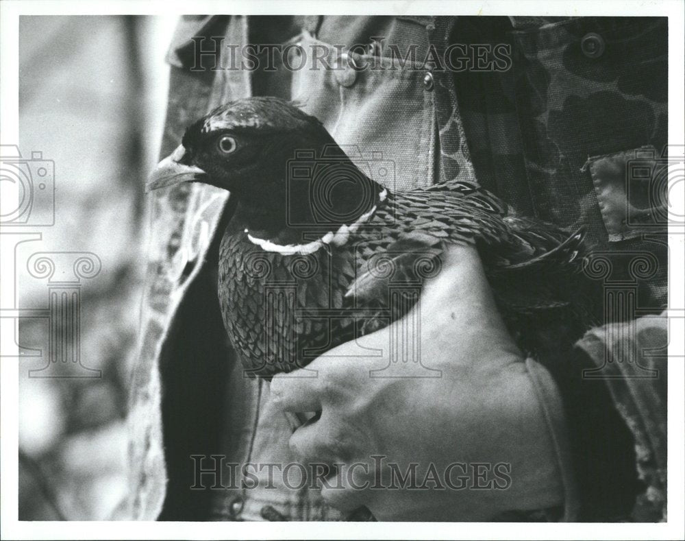 1988 Press Photo Pheasant Trapped In Detroit - RRV47259 - Historic Images