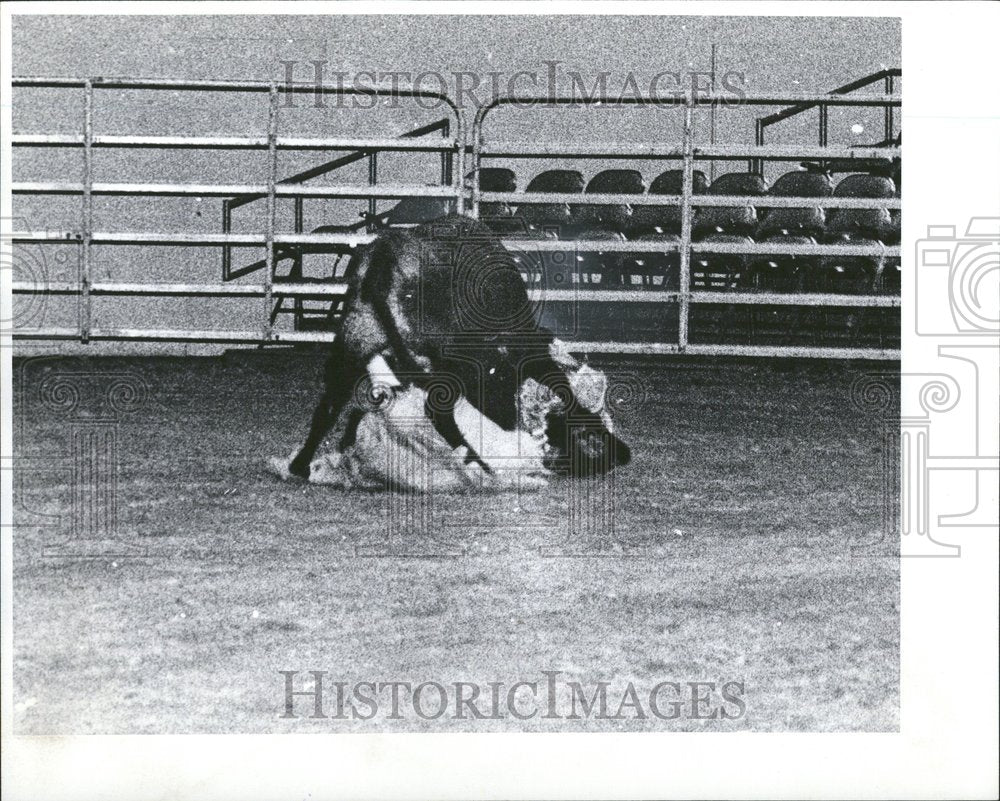 1978, Mauro Liciaga Bull Fighting - RRV47461 - Historic Images