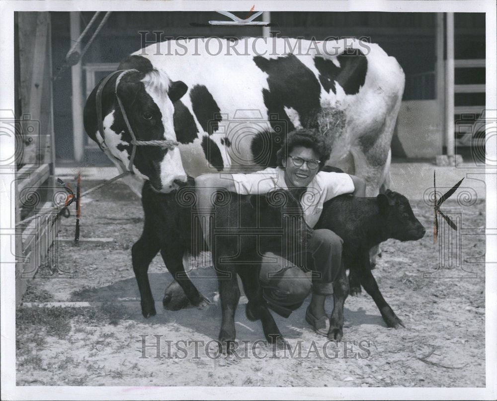 1956 Cow Cattle Animals Calf Milk Nature  - Historic Images