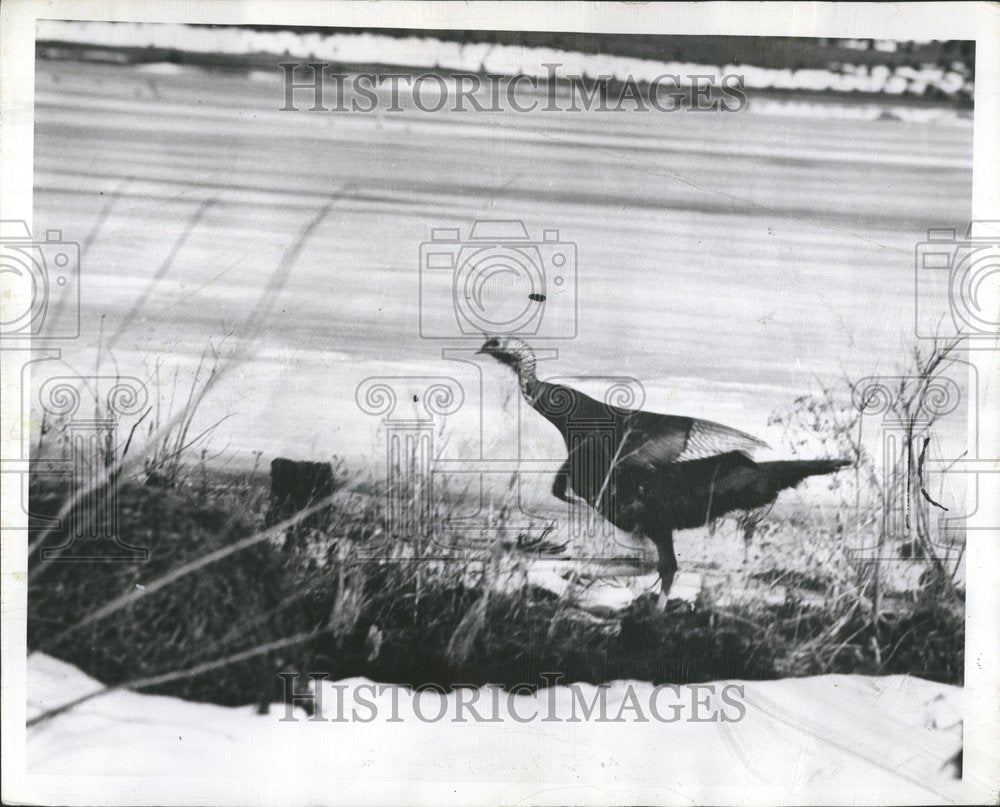 1961 Press Photo Wild Turkey Bird Meleagris - RRV48973 - Historic Images