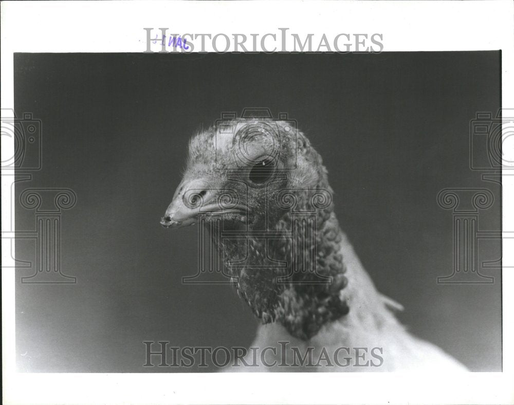 1968 Press Photo Turkey - RRV51071 - Historic Images