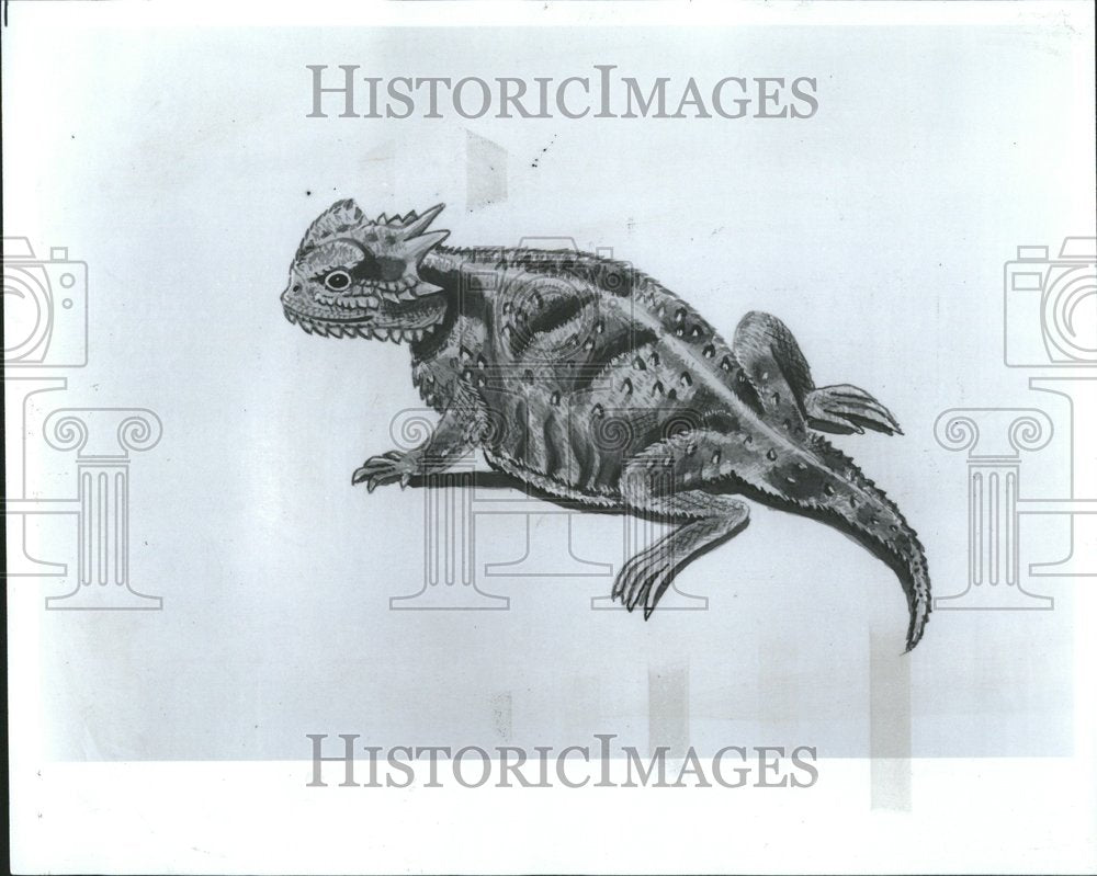 1980 Press Photo Horned Toad Lizard Artist Drawing - RRV51383- Historic Images