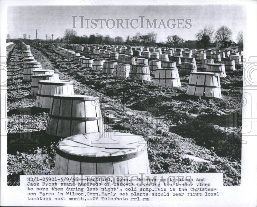 1956 Press Photo Baskets Protecting Tomatoes Cold Snap - RRV51737 - Historic Images