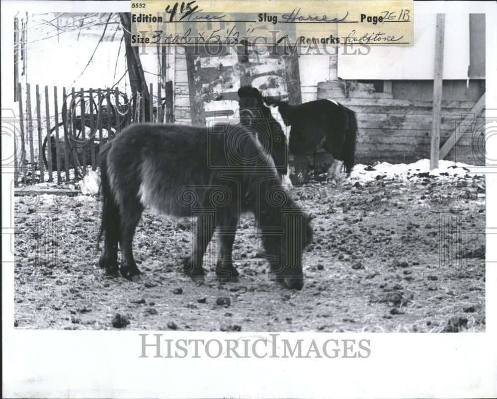 1975 Ponies-Historic Images