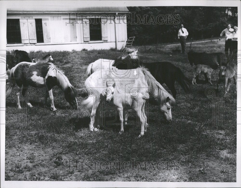 1935, PoniesPelletier Orchard Lake Farm Roy - RRV51969 - Historic Images