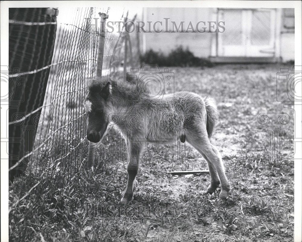 1934 Press Photo Pelletiers Pony Farm - RRV51977 - Historic Images
