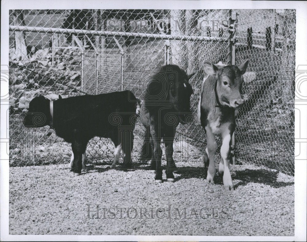Press Photo Pygmy-sized Animals - RRV51979 - Historic Images