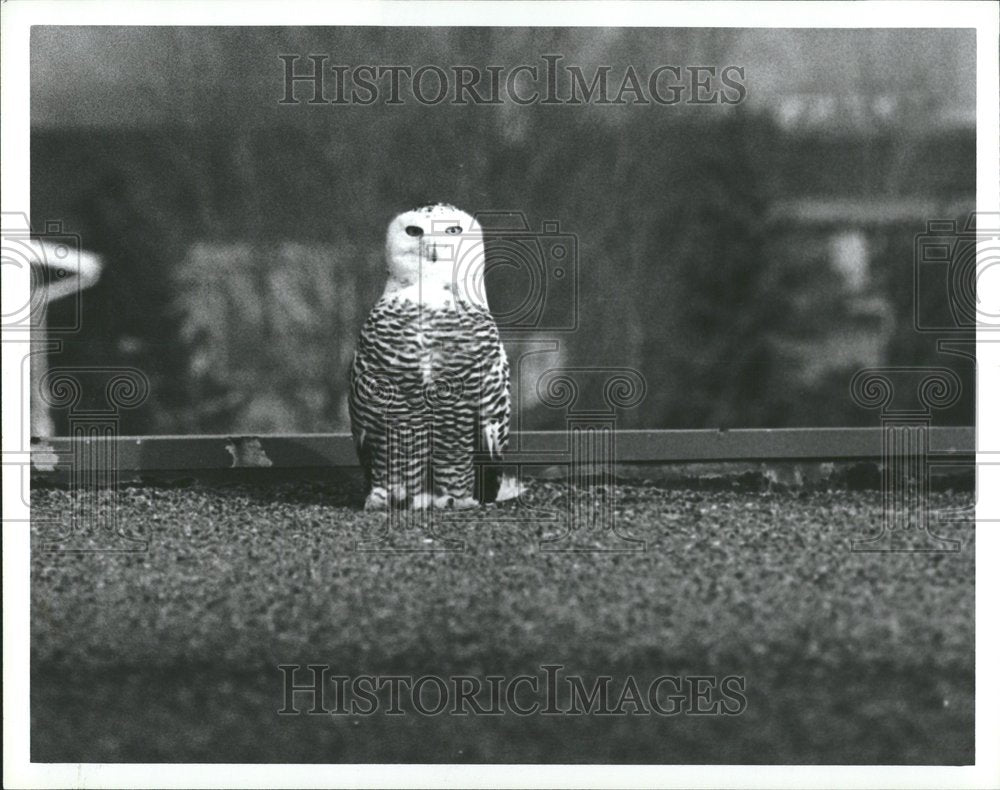 1982, Maple Crooks Suburban motor snow owls - RRV53539 - Historic Images