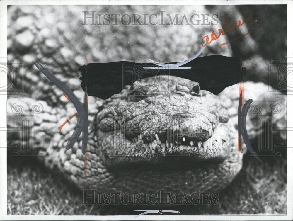 1966 African Crocodile Animal Lake Nature-Historic Images