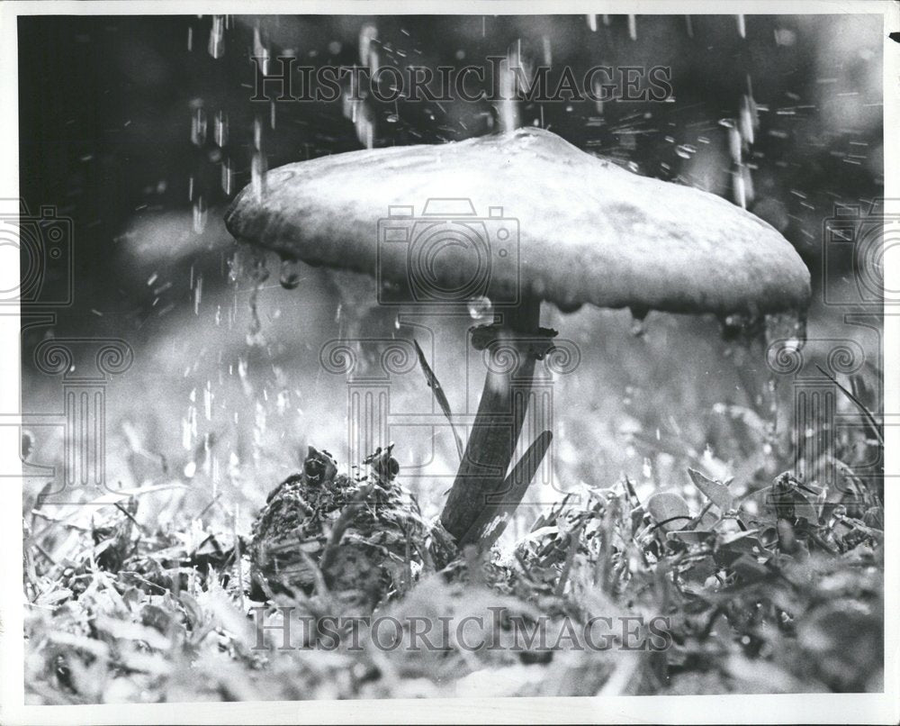 1963 Press Photo Picture Show Toads Frog Rain Ground - RRV54153 - Historic Images