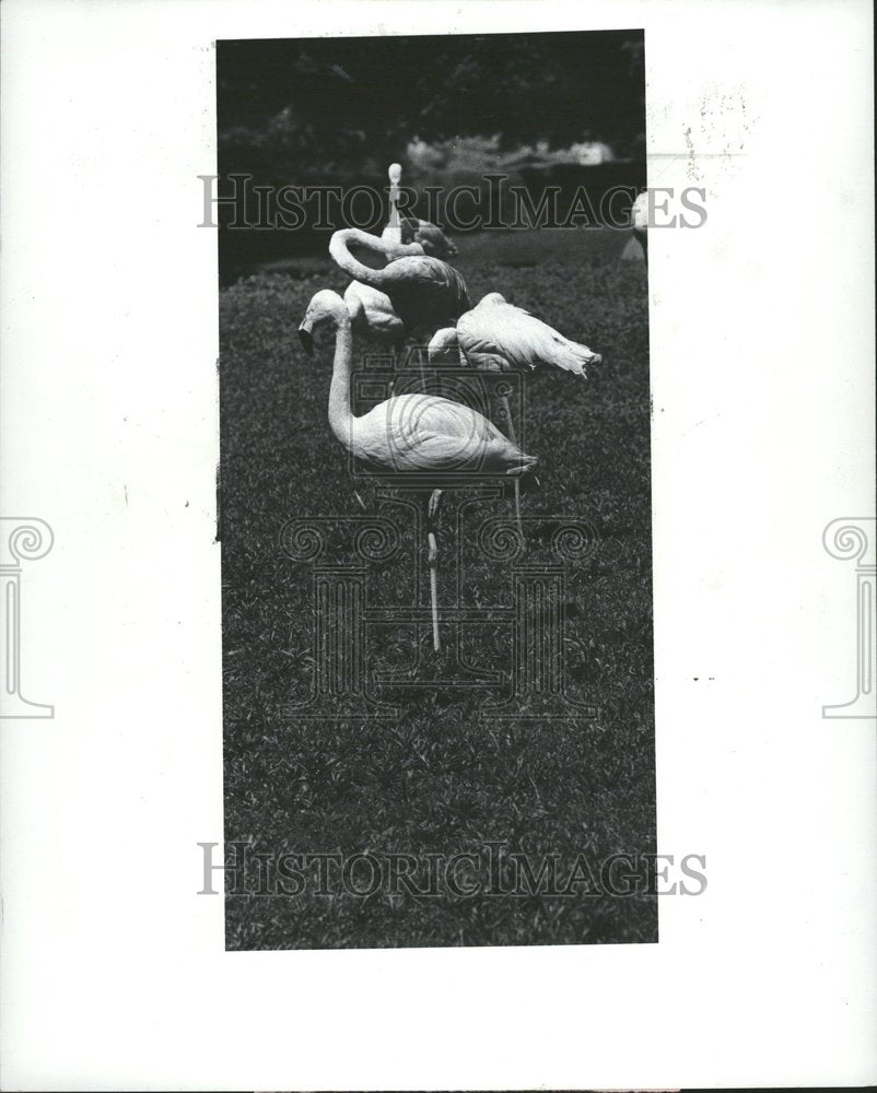 1979 Flamingoes Birds Nature Detroit Zoo-Historic Images