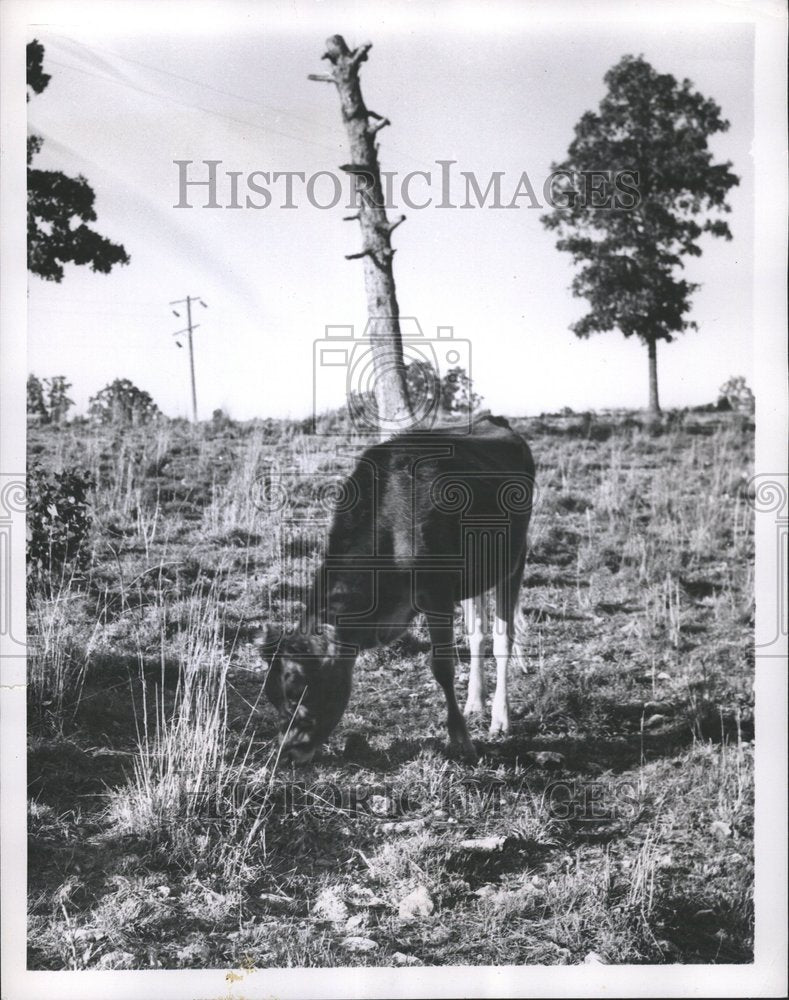 1953 Press Photo Scorched Earth Fertile Pasture Lebanon - RRV56537 - Historic Images