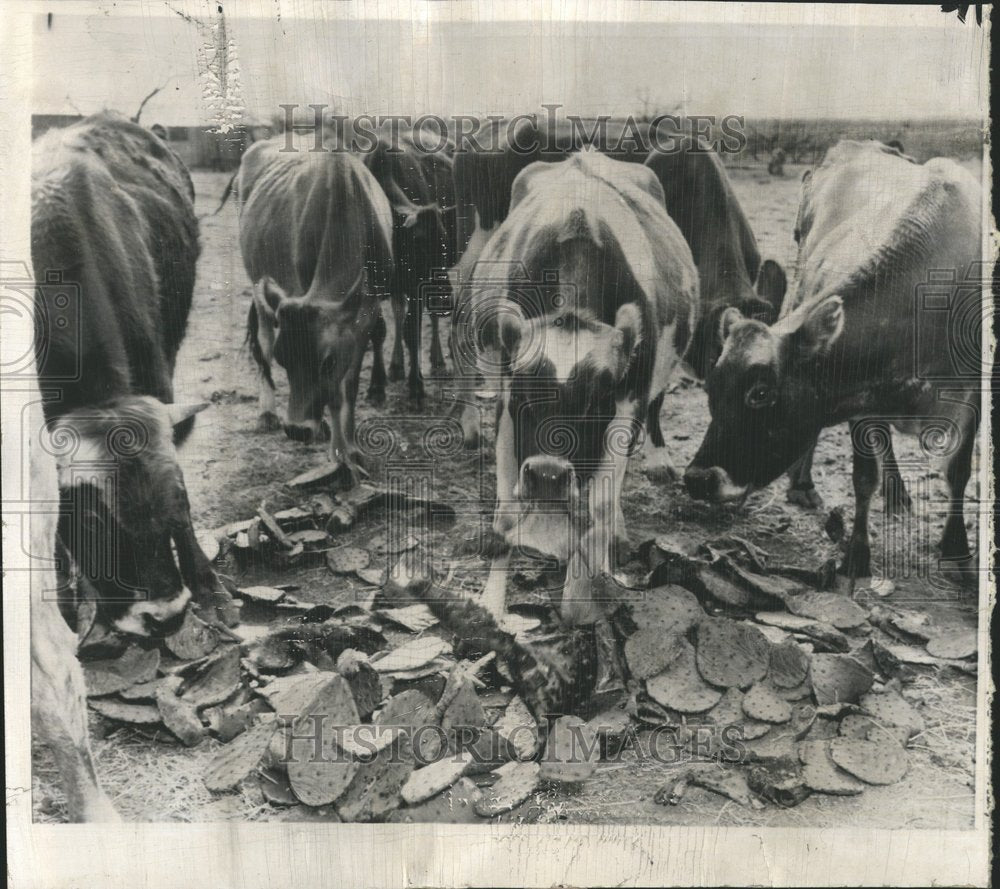 1957 TX Drought President Eisenhower - Historic Images