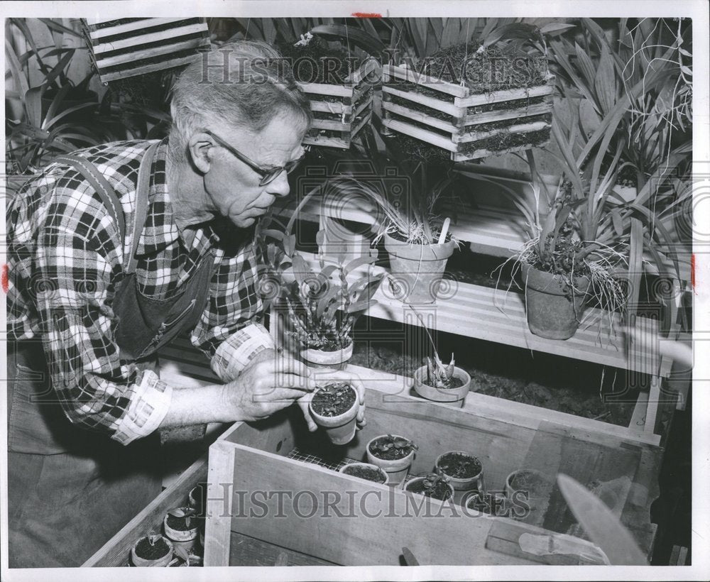 1955 Press Photo Gardener Transplanting Orchids - RRV58109 - Historic Images