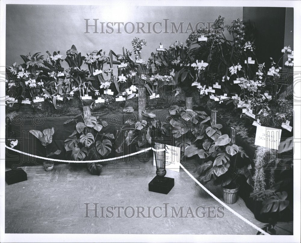 1960 Press Photo Display Orchids - RRV58111 - Historic Images