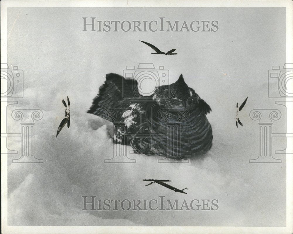 1968 Press Photo Grouse Laying Snow - RRV58209 - Historic Images