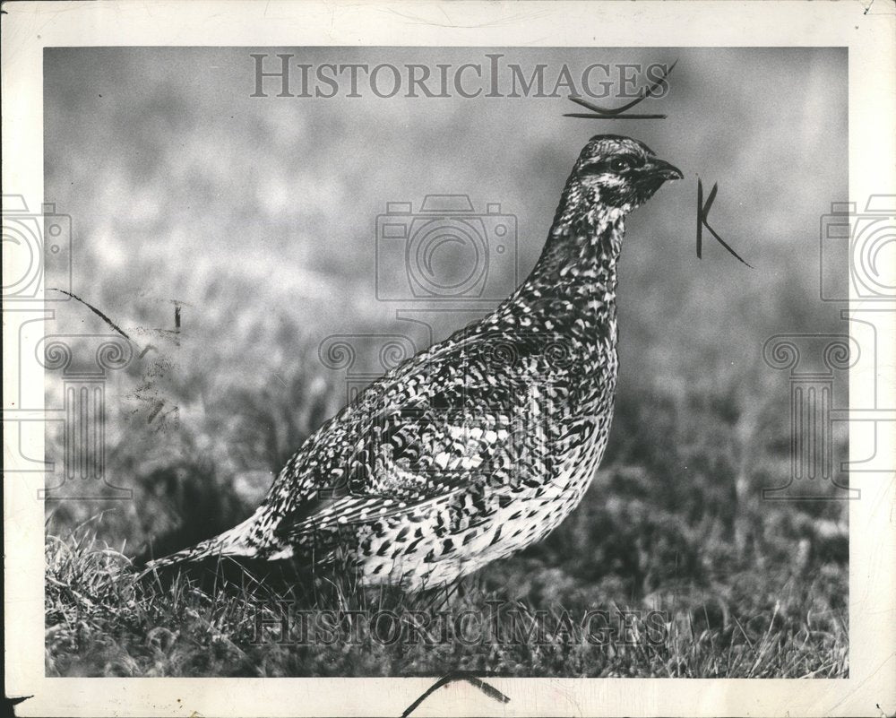 1950 Press Photo Sharptail  Grouse Bird Michigan - Historic Images