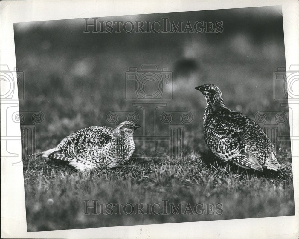 1950 Press Photo Sharptail Grouse - RRV58213 - Historic Images