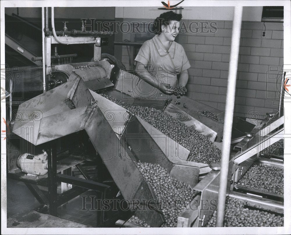 1955 Press Photo Olives Packing Plant Warren Company - RRV58303 - Historic Images