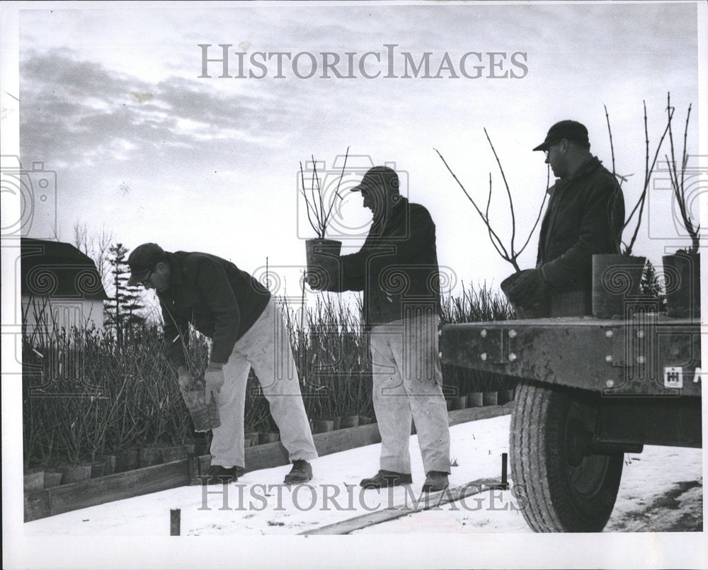 1956 Press Photo Farmington Gardens Nurserymen Trees - RRV58331 - Historic Images