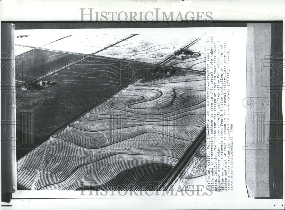 1966 Rice Field - Historic Images