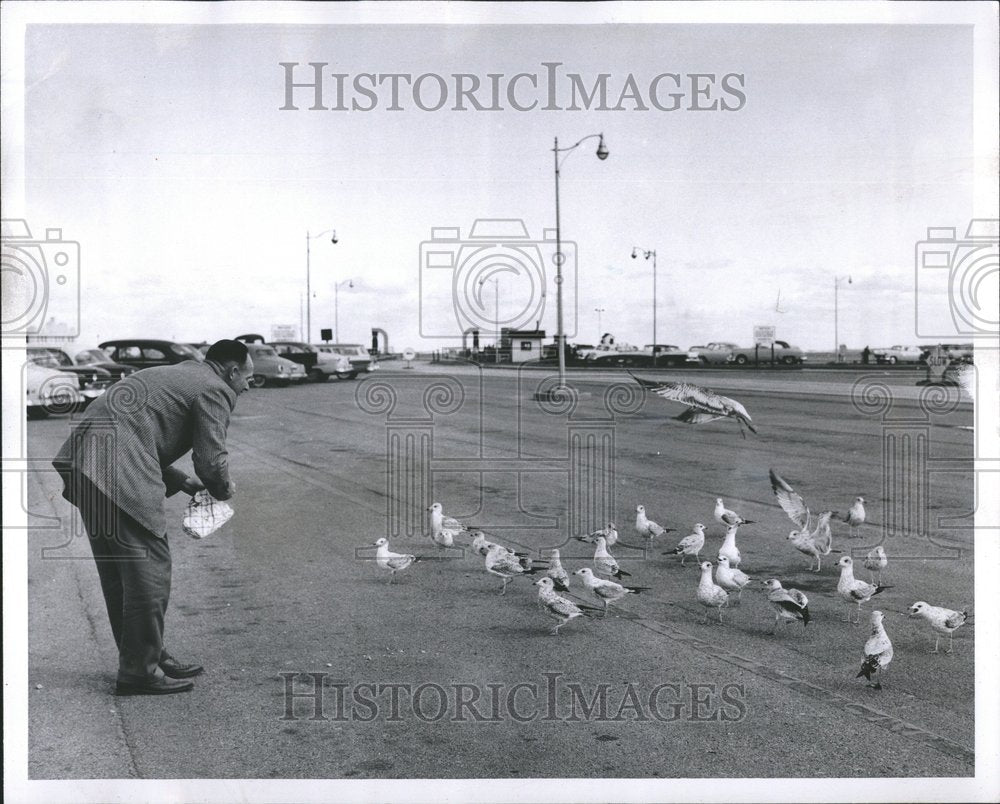 1957 Press Photo Birds Gulls Seagulls Dove Ground Cars - RRV58655 - Historic Images